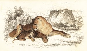 雌ライオンとカブス、パンテーラ レオ、1834 年 (彫刻) 作： William Alexander Forbes