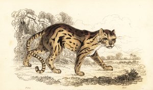 マーゲイ、ヒョウは学んだ。 1834年（彫刻）