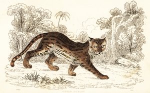 マーゲイ、Leopardus wiedii catenata。 、1834年（彫刻）