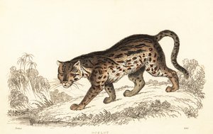 オセロット、Leopardus pardalis、1834 年 (彫刻)