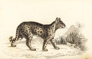 優しいヒョウ、オセロット。 、1834年（彫刻）
