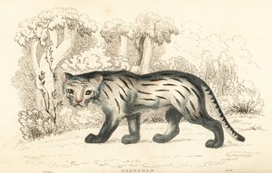 パンパス猫またはパンタナール、レオパルダス・コロコラ。 1834年（彫刻）