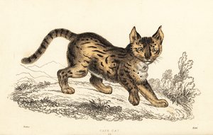 サーバル、Leptailurus serval.、1834年（彫刻） 作： William Alexander Forbes