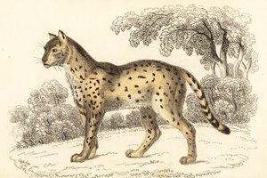 サーバル、Leptailurus serval.、1834 年 (彫刻)