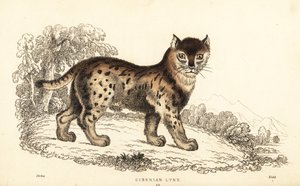 シベリア オオヤマネコ、オオヤマネコ オオヤマネコ wrangeli (Felis lynx).、1834 (彫刻)