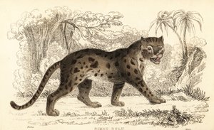 スンダヒョウ猫、Prionailurus bengalensis subsp. スマトラヌス。 1834年（彫刻）