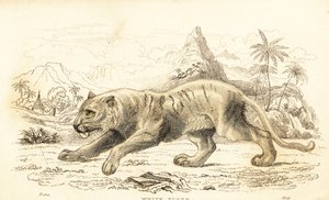 ホワイトタイガー、パンテーラ チグリス チグリス。 絶滅危惧種。 1834年（彫刻） 作： William Alexander Forbes