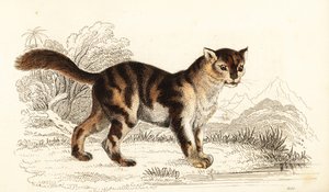 南米原産の野生の三毛猫、Felis catus。 1834年（彫刻）