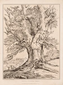 ウィンザーフォレストのブナ、1805年。 作： William Alfred Delamotte