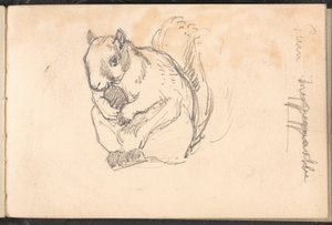 リスのスケッチ、1879年頃 作： William Barnes Wollen
