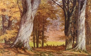ウィルバーフォース・オーク、ホルウッド・パーク、ケストン（カラーリトグラフ） 作： William Biscombe Gardner