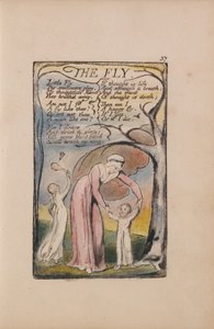 イノセンスと経験の歌、プレート37、ザ・フライ（ベントレー40） 作： William Blake