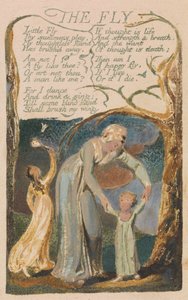 Songs of Innocence and of Experience, levy 48, "The Fly" (Bentley 40) 作： William Blake