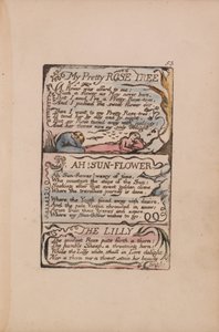 無垢と経験の歌、プレート53、私のかわいいバラの木、ああ！サンフラワー、リリー 作： William Blake