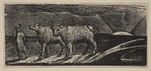 Unyokd Heifers、Loitering Homeward、from Thorntons Pastorals of Virgil、1821。 作： William Blake
