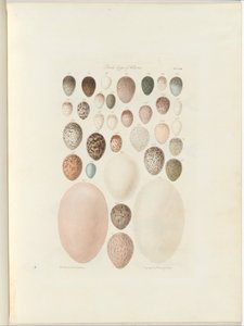 ビクトリアの鳥の卵。ウィリアム・ブランドフスキーによる未発表のフォリオオーストラリアテラコグニタ。 1855-56 作： William Blandowski