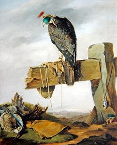 フードを被ったペレグリン・ファルコンと地上のカルガモ 作： William Brodrick