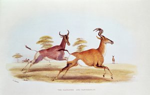 サッシベとハーテビースト、WCハリス作「南アフリカのワイルドスポーツ」のイラスト（1841年） 作： William Cornwallis Harris