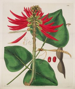 植物雑誌、1787-1833。 作： William Curtis