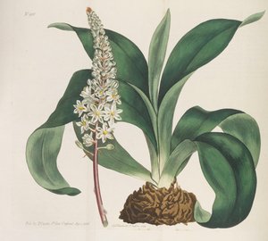 植物雑誌、1787-1833。 作： William Curtis