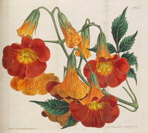 植物雑誌、1787-1833。 作： William Curtis