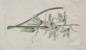 展示されている植物誌またはフラワー ガーデン: スター オブ ベツレヘム 作： William Curtis
