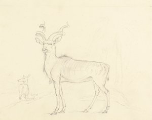 クドゥー 作： William Daniell