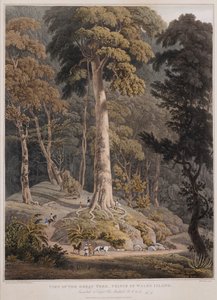 グレート ツリー、プリンス オブ ウェールズ島の眺め 作： William Daniell
