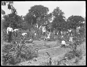 1915年8月16日、ニューヨーク市のイシャムパークの学校の庭で働く子供たち 作： William Davis Hassler