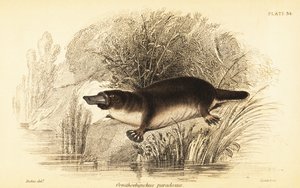 カモノハシ、Ornithorhynchus anatinus.、1841 年 (彫刻) 作： William Dickes
