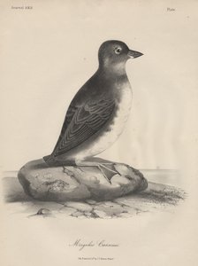 Megalus Cassinii、JT Bowenによるlitho、1850