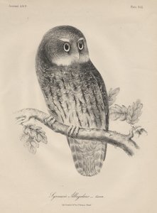 Syrnium Albogularis、JT Bowen、1850年のリソ 作： William E. Hitchcock