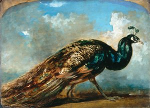 孔雀の習作（ミルボードに油彩） 作： William Etty