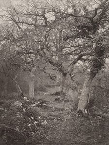 フォンテーヌブローの森、1870年代。 作： William Harrison