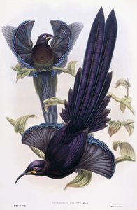 エピマコスエリオティ、区、1891-1898年 作： William Hart