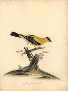 アメリカのゴシキヒワ、Carduelis tristis。 (イエロー ゴールドフィンチ、Fringilla tristis) オスタリー公園の動物園の珍しい鳥と好奇心旺盛な鳥の肖像画のウィリアム ヘイズによる手彩色の銅版画彫刻。