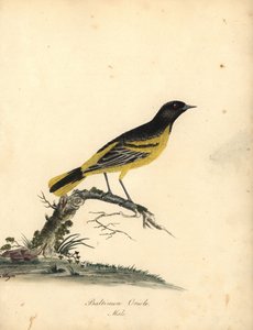 ボルチモア オリオール、Icterus galbula。 (ボルチモア オリオール、オリオルス ボルチモア) ロンドンのオスタリー パークの動物園からのウィリアム ヘイズの肖像画の珍しい鳥と好奇心旺盛な鳥のマチルダ ヘイズによるイラストの手彩色の銅版彫刻: ブルマー 作： William Hayes