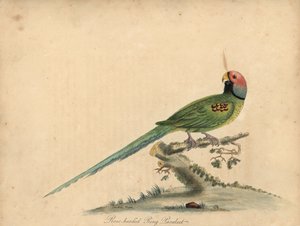 頭のインコ、Psittacula roseata。 (バラ頭のリング インコ) ウィリアム ヘイズと彼の娘マチルダ ヘイズによるイラストの手彩色の銅版彫刻、ウィリアム ヘイズの「オストの動物園の珍しい鳥と好奇心旺盛な鳥の肖像」から 作： William Hayes