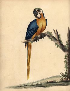 青と黄色のコンゴウインコ、アララウナ。 (青と黄色のコンゴウインコ、Psittacus ararauna) ロンドンのオスタリー公園の動物園の珍しい鳥と好奇心旺盛な鳥の肖像からのウィリアム・ヘイズによるイラストの手彩色の銅版画彫刻: Bulmer 作： William Hayes