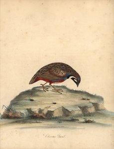 青い胸のウズラ、Coturnix chinensis。 (中国のウズラ、Tetrao chinensis)ロンドンのオスタリー公園の動物園からの希少で好奇心旺盛な鳥の肖像画からのウィリアム・ヘイズによるイラストの手彩色の銅版彫刻: Bulmer