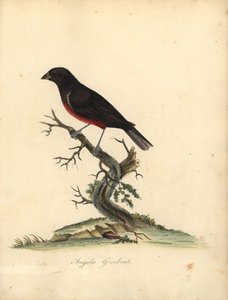 栗腹種子フィンチ、Oryzoborus angolensis。 (Angola grosbeak、Loxia angolensis) ロンドンのオスタリー公園の動物園からの希少で好奇心旺盛な鳥の肖像画からのウィリアム・ヘイズによるイラストの手彩色の銅版彫刻: Bulmer 作： William Hayes