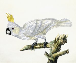 コカトゥー、1779 作： William Hayes