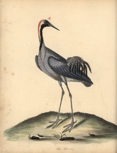 ツル、タンチョウ。 (Ardea grus) オスタリー公園の動物園の珍しい鳥と好奇心旺盛な鳥の肖像からのウィリアム・ヘイズによるイラストの手彩色の銅版画の彫刻。 作： William Hayes
