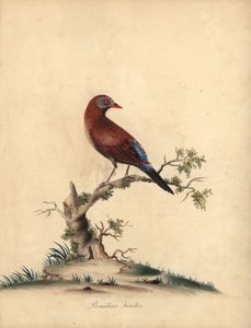 一般的な擲弾兵、Uraeginthus granatinus、アフリカ原産。 (ブラジルのフィンチ、Fringilla granatina)ロンドンのオスタリー公園の動物園からの希少で好奇心旺盛な鳥の肖像画からのウィリアム・ヘイズによるイラストの手彩色の銅版彫刻: Bu 作： William Hayes