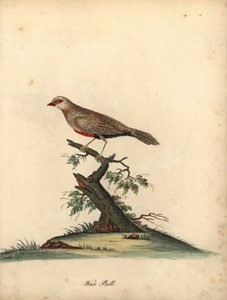 一般的なワックスビル、Estrilda astrild。 (Loxia asstreld) オスタリー公園の動物園の珍しい鳥と好奇心旺盛な鳥の肖像画のウィリアム・ヘイズによる手彩色の銅版画彫刻。 作： William Hayes