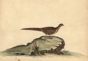 金色または中国のキジ、Chrysolophus pictus、メス。 (塗装されたキジ、Phasianus pictus) アンとエミリー・ヘイズによるウィリアム・ヘイズの肖像画のレアで好奇心旺盛な鳥の肖像画の手描きの銅版画彫刻 オスタリーの動物園から 作： William Hayes