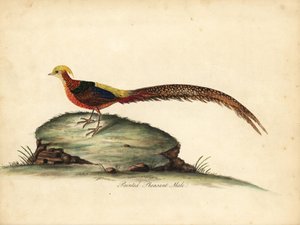 金色または中国のキジ、Chrysolophus pictus、男性。 (塗装されたキジ、Phasianus pictus)ロンドンのオスタリー公園の動物園からの希少で好奇心旺盛な鳥の肖像画からのウィリアム・ヘイズによるイラストの手彩色の銅版彫刻: Bulmer 作： William Hayes