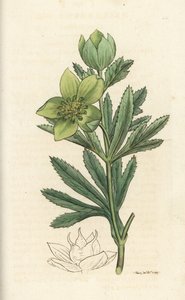 緑のヘレボルス、Helleborus viridis。 James Smith
