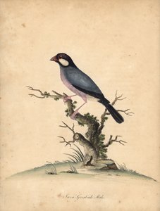 文鳥、Lonchura oryzivora。 脆弱。 (Java grosbeak、Loxea oryxivora)ロンドン、オスタリーパークの動物園からの希少で好奇心旺盛な鳥の肖像からのウィリアム・ヘイズによるイラストの手彩色の銅版彫刻: Bulmer 作： William Hayes