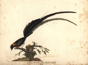 ロングテール パラダイス ウィダ、Vidua paradisaea、オス。 (レッドブレスト オナガフィンチ、Emberiza paradisaea) Lo、Osterly Park の Menagery からの Rare and Curious Birds の肖像画の William Hayes による手彩色の銅版画の彫刻 作： William Hayes